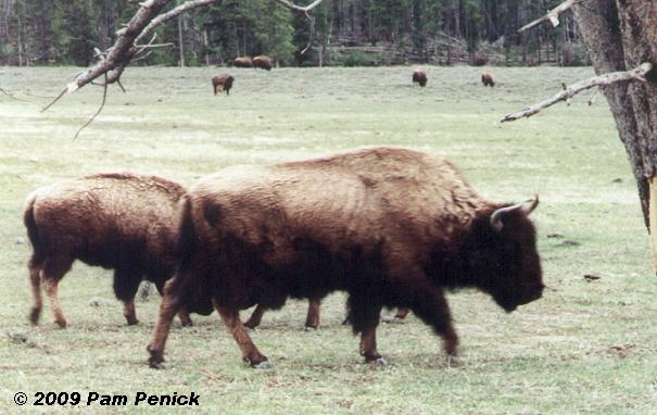 Yellowstone National Park, an American safari